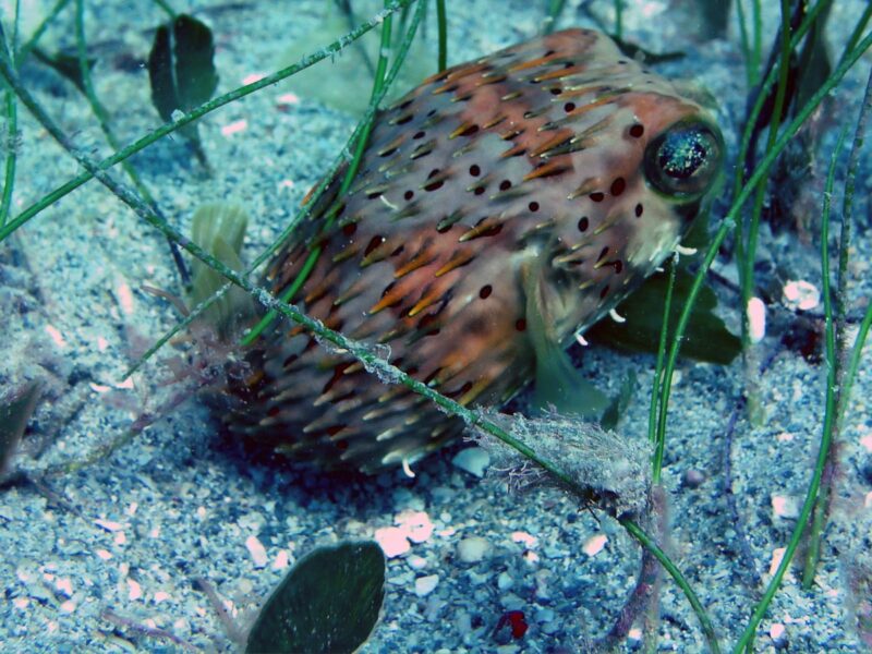 ‘Reef stars’ restored Indonesia’s blast-broken corals in just 4 years